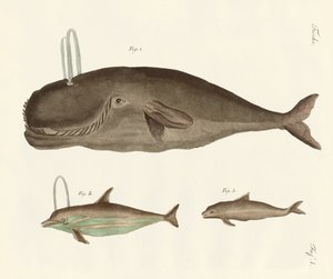 3種類のクジラ 作： German School